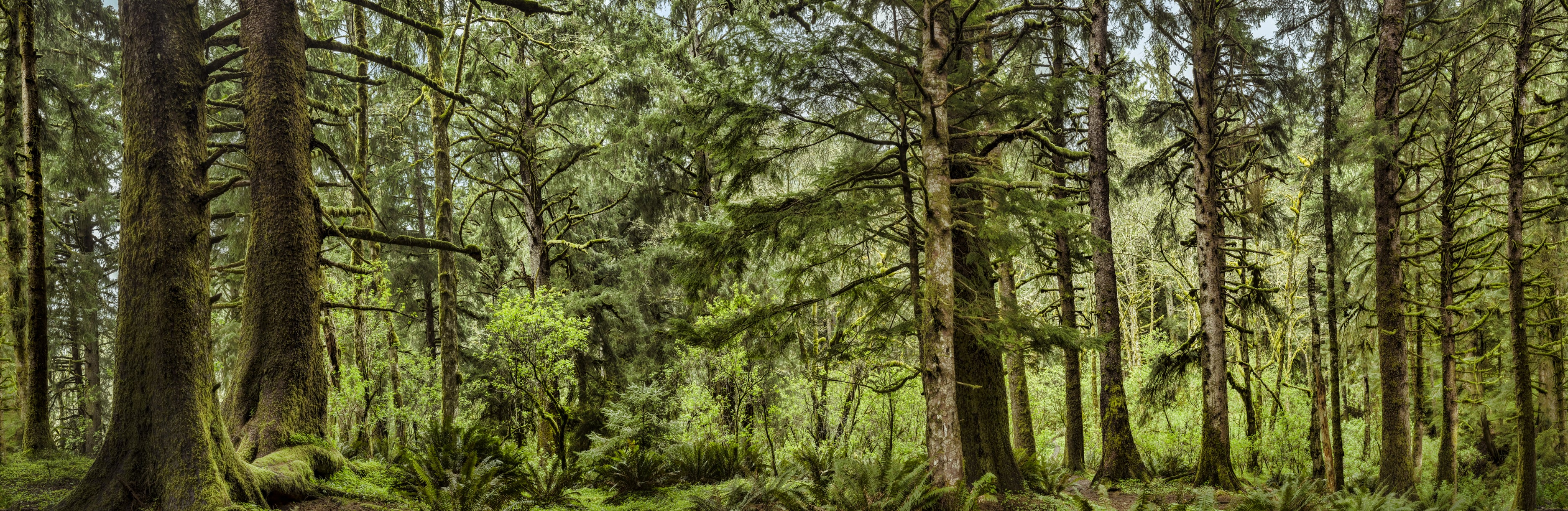 Mount Hood - Mossy | Flavor Paper