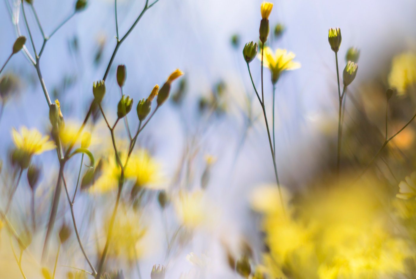 Field of Daydreams