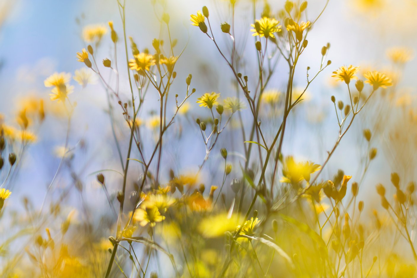 Field of Daydreams