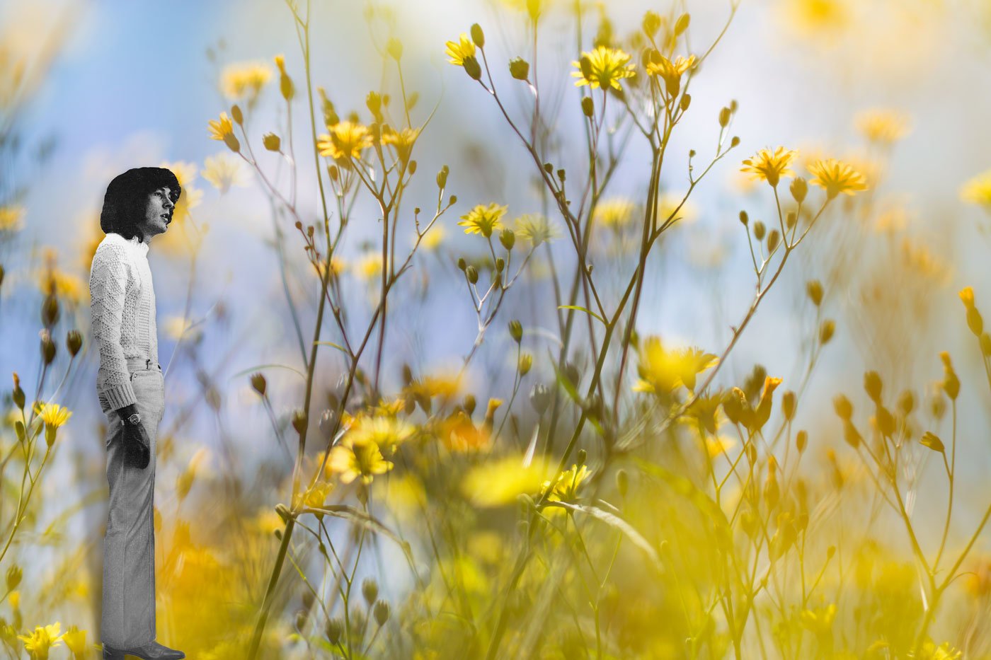 Field of Daydreams