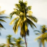 Palm Glimpse