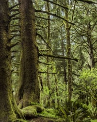 Mount Hood