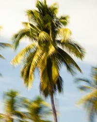 Palm Glimpse