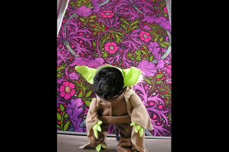Flavor Pug as Yoda for Barkus with Kabloom in Fruit Punch - just because we could