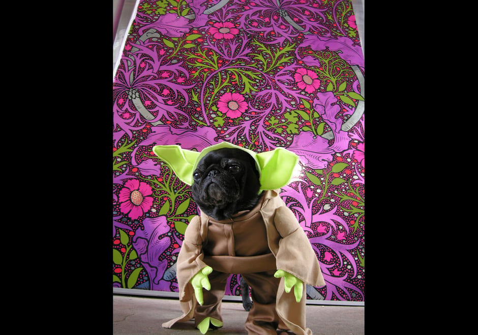 Flavor Pug as Yoda for Barkus with Kabloom in Fruit Punch - just because we could