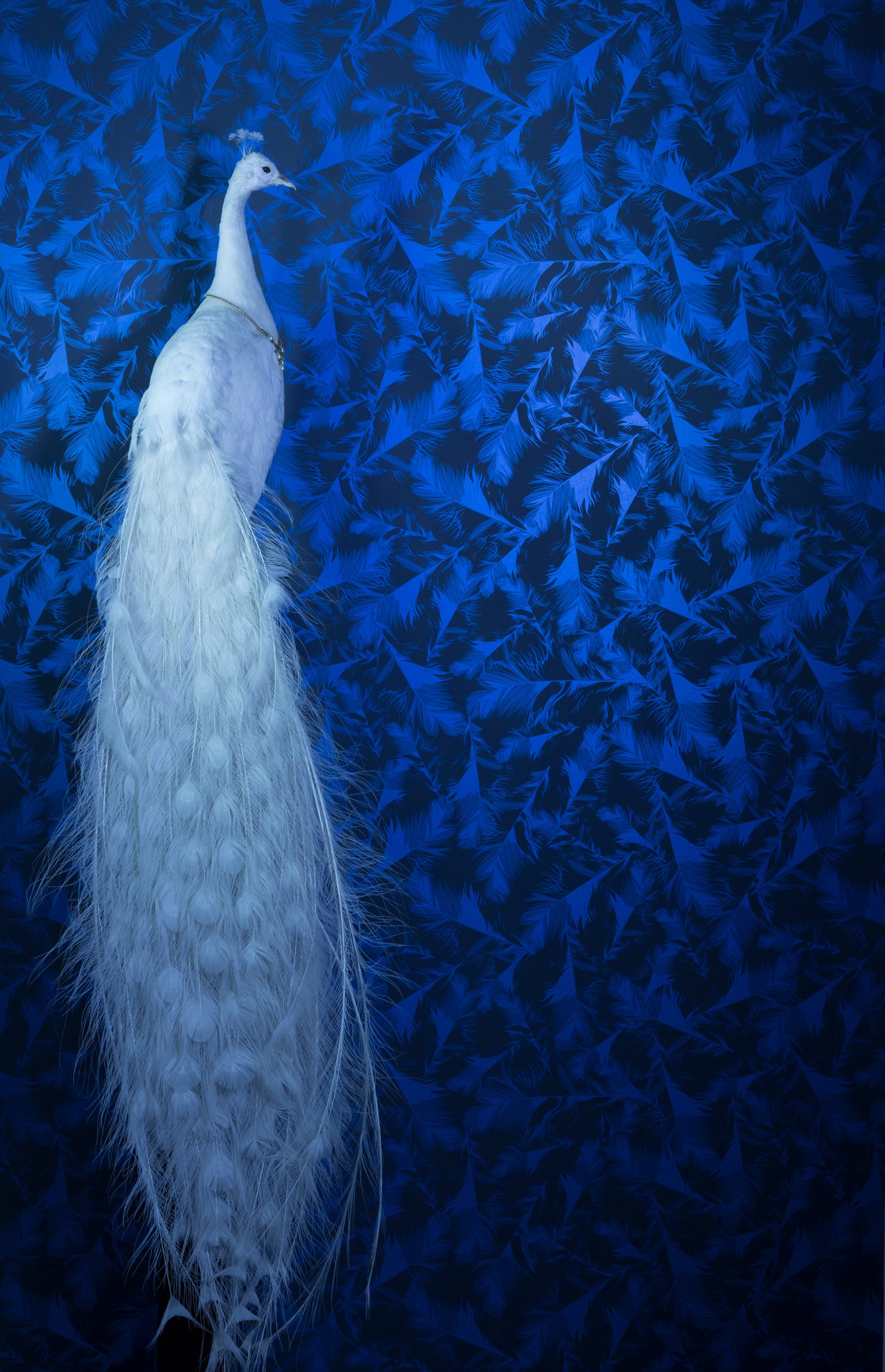 Featherlight - Pearl Blue