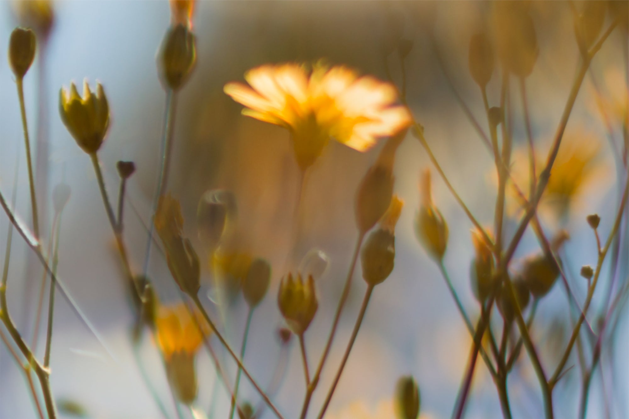 Field of Daydreams - Sunshine