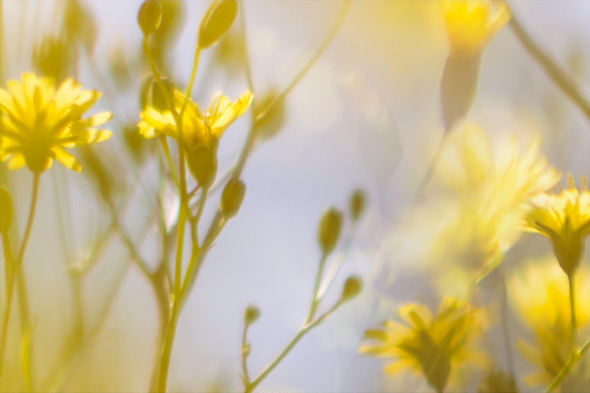 Field of Daydreams - Sunshine