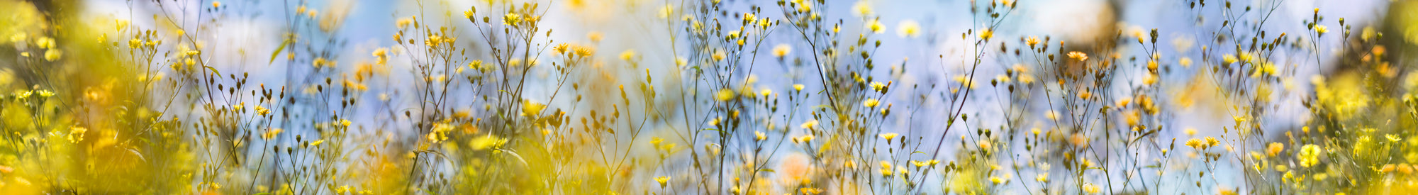 Field of Daydreams - Sunshine