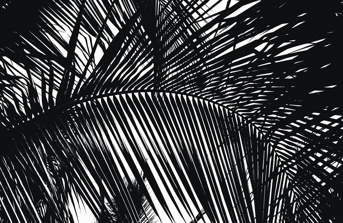 Frond - Chumba Wumba