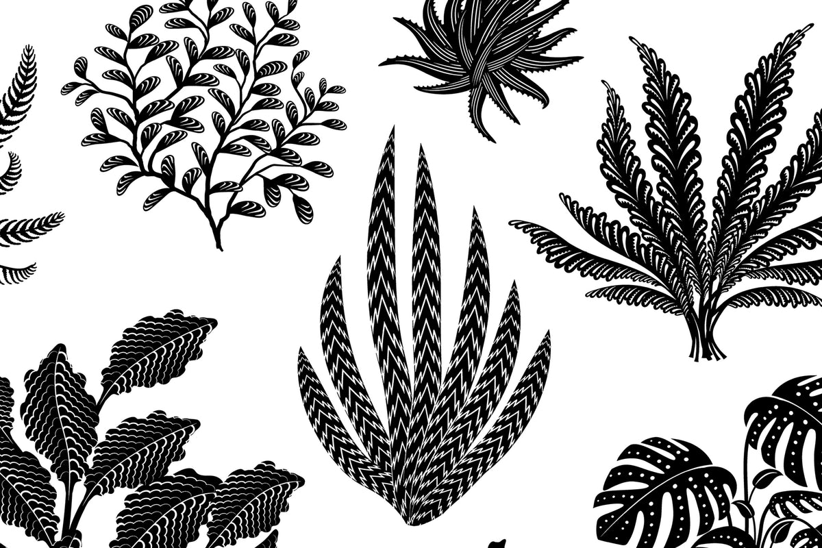 Houseplanted - Licorice