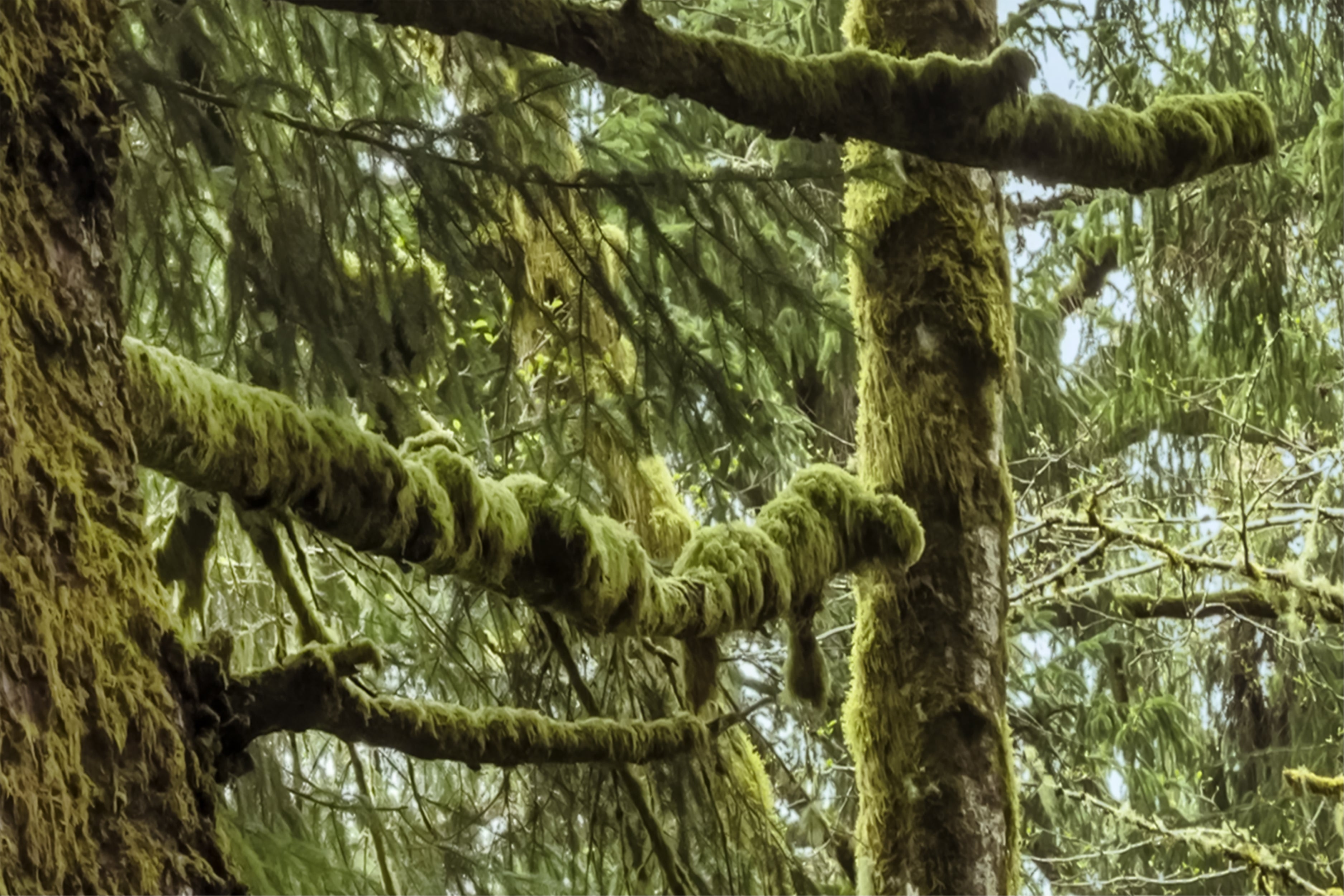 Mount Hood - Mossy | Flavor Paper