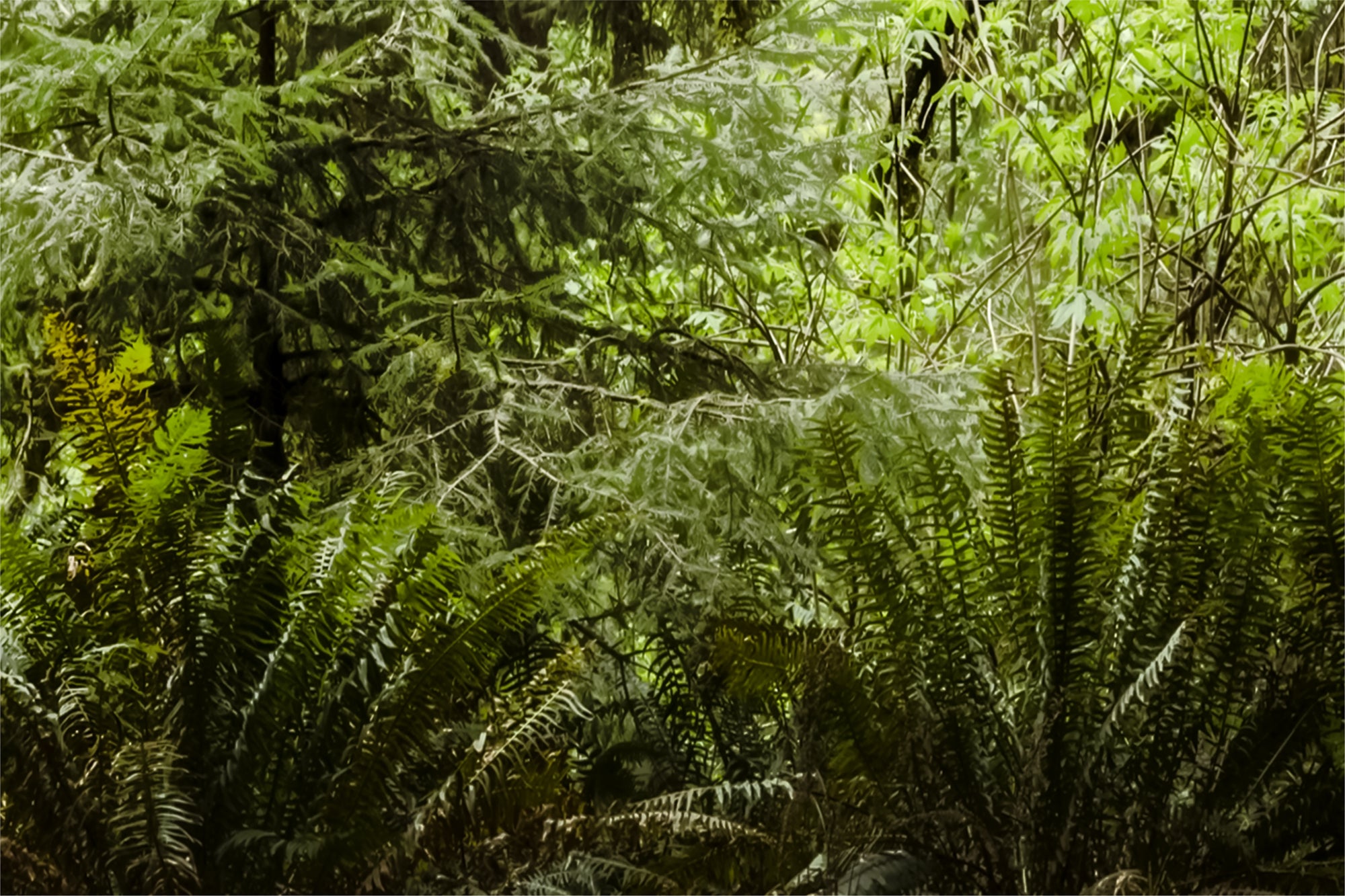 Mount Hood - Mossy