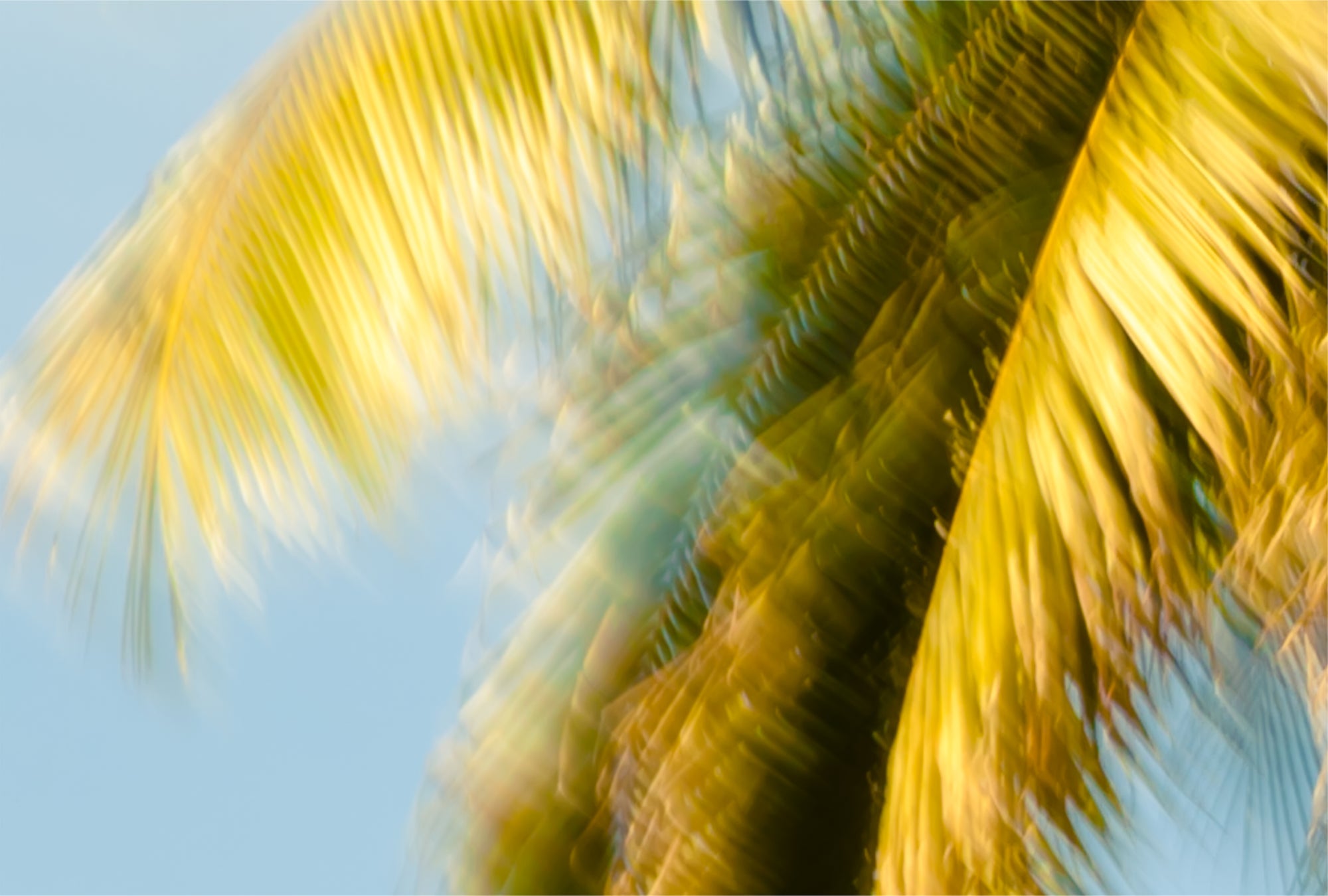 Palm Glimpse - Skyduster