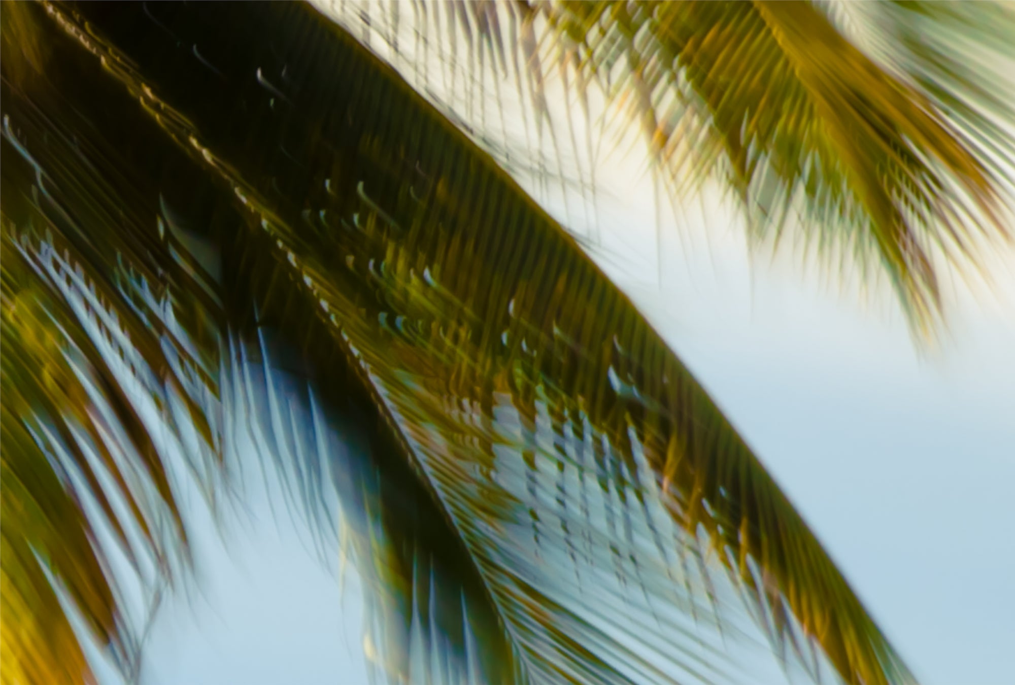 Palm Glimpse - Skyduster