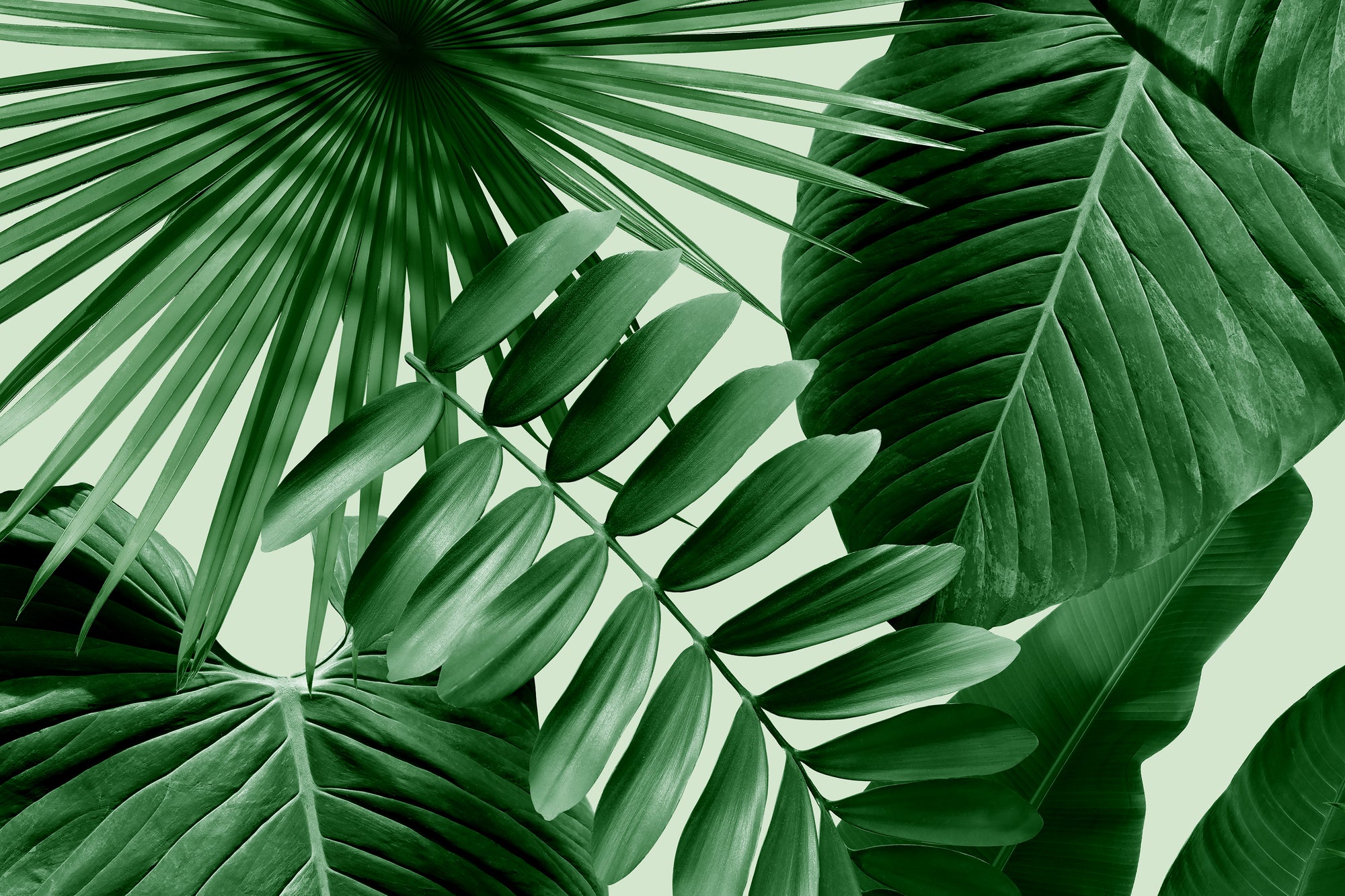 Wild Thing - Mint