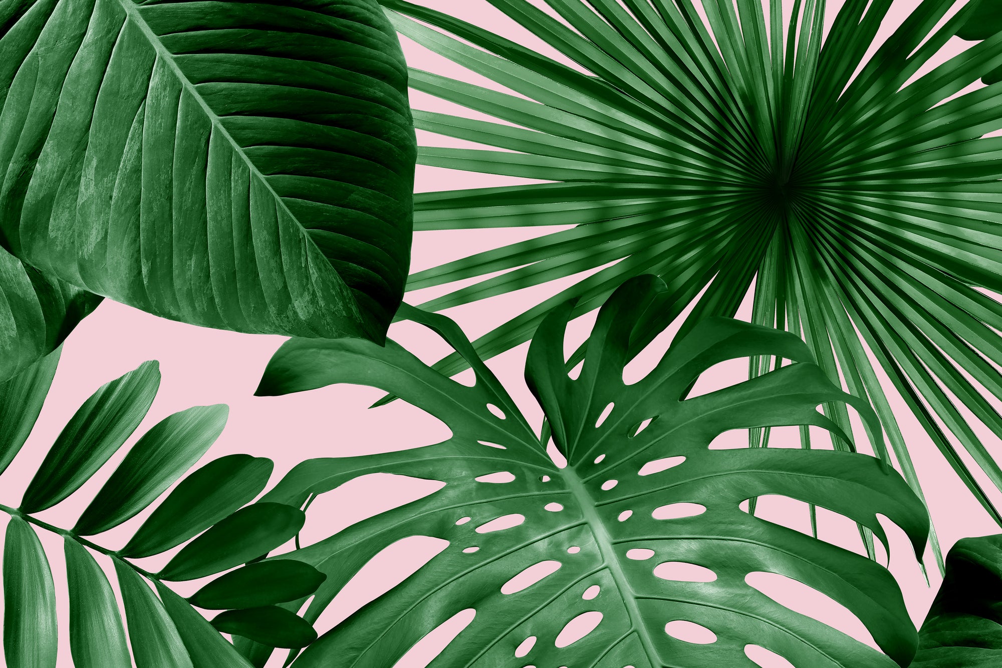 Wild Thing - Pink