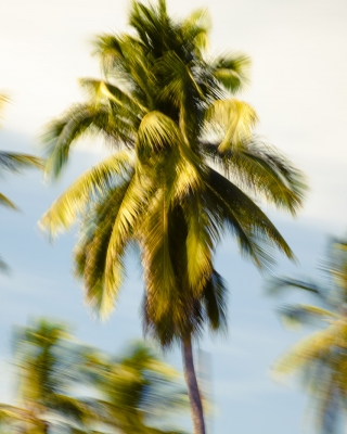 Palm Glimpse